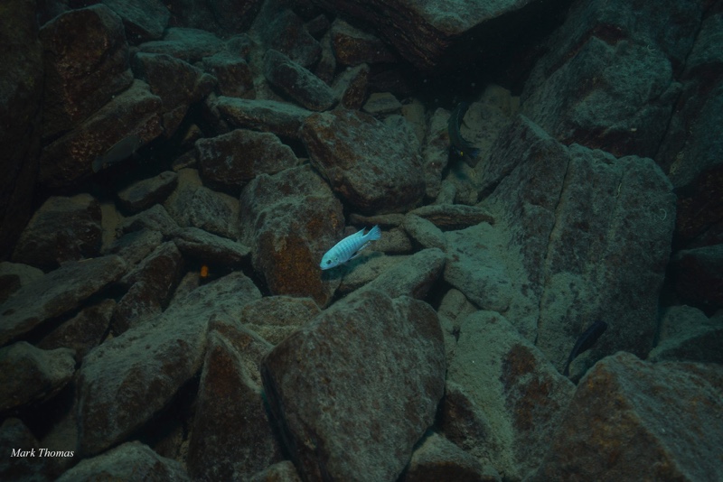 Maylandia estherae 'Gome Rock'